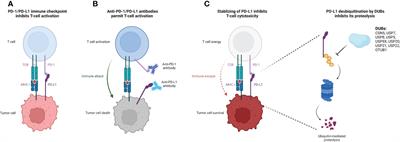 Emerging role of deubiquitination modifications of programmed death-ligand 1 in cancer immunotherapy